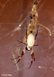 0010-spider.jpg