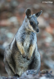 Black Footed Rock Wallaby
