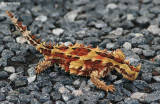 5977-thorny-devil.jpg