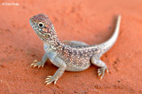 Central Netted Dragons