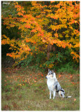 Rosie autumn pictures
