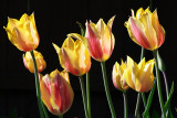 Tulip Blushing Lady