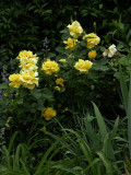 Rose Midas Touch