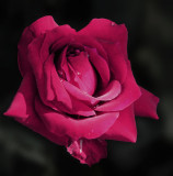 Rose Stephens Big Purple