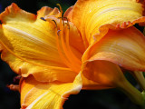 Daylily Santiago Heat