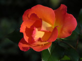 Rose Playboy