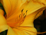 Daylily Golden Angel