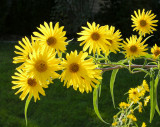 Maximilian Sunflower