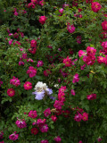 Iris Adrift