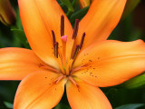 Orange Lily