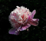 Pink Peony