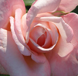 Rose New Zealand