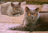 taz and jas.jpg