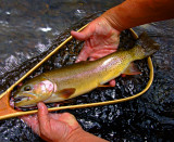 Cutthroat Trout