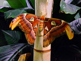 Atlas Moth