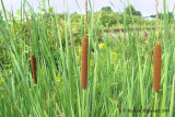 Quenouille  feuilles troites - Narrow-leaved cat-tail - Typha angustifolia 1m8