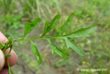 Cardamine de Pennsylvanie - Pennsylvania Bitter-Cross - Cardamine pensylvanica 6m9