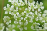 Cicutaire macule - Water hemlock - Cicuta maculata 3m9
