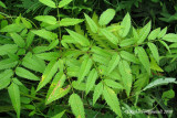 Cicutaire macule - Water hemlock - Cicuta maculata 4m9