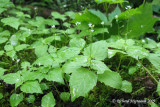 Circe alpine - Small enchanters-nightshade - Circaea alpina 1m9
