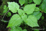 Circe alpine - Small enchanters-nightshade - Circaea alpina 3m9