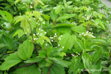 Clmatite de Virginie - Virginia Virgins Bower - Clematis virginiana 1m9