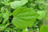 Clmatite de Virginie - Virginia Virgins Bower - Clematis virginiana 6m9