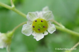 Gadellier glanduleux - Skunk currant - Ribes glandulosum 3m9