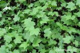 Gadellier glanduleux - Skunk currant - Ribes glandulosum 5m9