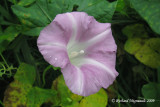 Grand liseron - Hedge Bindweed - Calystegia sepium 3m9