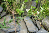 Craiste vulgaire - Larger mouse-ear chickweed - Cerastium vulgatum 4m9