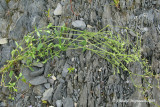 Craiste vulgaire - Larger mouse-ear chickweed - Cerastium vulgatum 5m9
