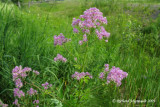 Pigamon pubescent - Pubescent meadow-rue - Thalictrum pubescens 3m9