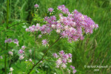 Pigamon pubescent - Pubescent meadow-rue - Thalictrum pubescens 4m9