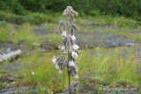 Prenanthe  grappe - Glaucous lettuce - Prenanthes racemonsa 2m9