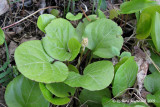 Pyrole  feuilles dAsaret - Pink pyrola - Pyrola asarifolia 1m9