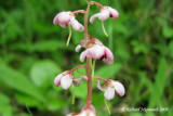 Pyrole  feuilles dAsaret - Pink pyrola - Pyrola asarifolia 3m9