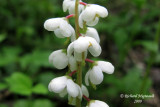 Pyrole elliptique - Shinleaf - Pyrola elliptica 3m9