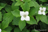 Cornouiler du Canada - Rougets - Bunchberry - Cornus canadensis 2m9
