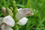 Tte de tortue - Turtlehead - Chelone glabra 4m9