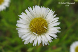 Vergerette annuelle - Annual Fleabane - Erigeron annuus 4m9