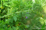 Aigremoine strie - Roadside agrimony - Agrimonia striata 2m9