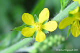 Aigremoine strie - Roadside agrimony - Agrimonia striata 5m9