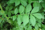 Aigremoine strie - Roadside agrimony - Agrimonia striata 6m9