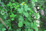 Benote  grandes feuilles - Large-leaved avens - Geum macrophyllum 1m9