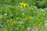 Benote  grandes feuilles - Large-leaved avens - Geum macrophyllum 3m9