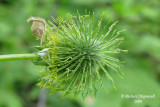 Benote  grandes feuilles - Large-leaved avens - Geum macrophyllum 4m9