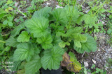 Benote  grandes feuilles - Large-leaved avens - Geum macrophyllum 6m9