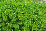 Lupuline - Black medick - Medicago lupulina 1m9