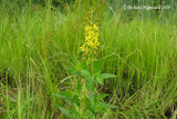 Lysimaque terreste - Swamp loosestrife - Lysimachia terrestris 1m9